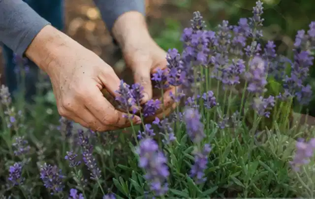 Hände pflegen blühenden Lavendel in einem natürlich angelegten Gartenbeet; Thema Dahlien, Schwerpunkt Problemlösung; Ergebnis.