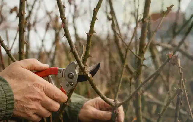 Hände schneiden einen älteren Rosenstrauch mit einer sauberen Gartenschere; Thema Dahlien, Schwerpunkt Problemlösung; Praxisalltag.