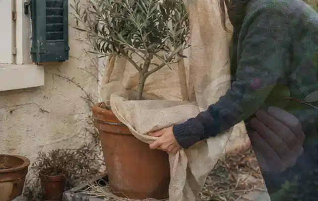 Person umhüllt eine mediterrane Kübelpflanze mit atmungsaktivem Winterschutz; Thema Dahlien, Schwerpunkt Rückschnitt; Umsetzung.