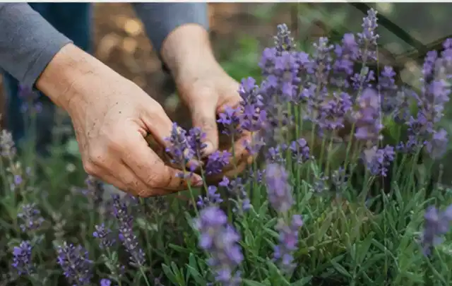 Hände pflegen blühenden Lavendel in einem natürlich angelegten Gartenbeet; Thema Dahlien, Schwerpunkt Sortenwahl; Ausgangslage.