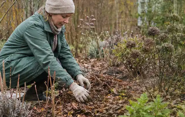 Person verteilt eine schützende Mulchschicht zwischen winterlichen Stauden; Thema Dahlien, Schwerpunkt Sortenwahl; Ergebnis.