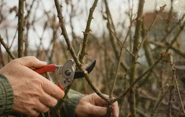 Hände schneiden einen älteren Rosenstrauch mit einer sauberen Gartenschere; Thema Dahlien, Schwerpunkt Standort; Umsetzung.