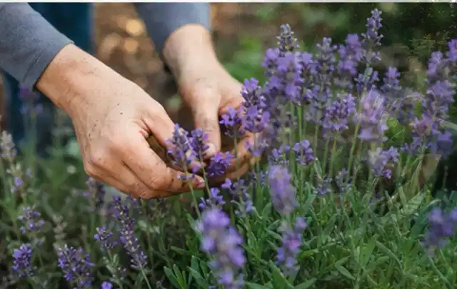 Hände pflegen blühenden Lavendel in einem natürlich angelegten Gartenbeet; Thema Dahlien, Schwerpunkt Standort; Ergebnis.