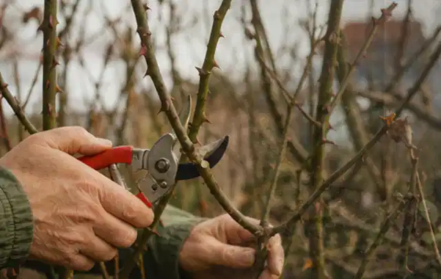 Hände schneiden einen älteren Rosenstrauch mit einer sauberen Gartenschere; Thema Dahlien, Schwerpunkt Topfkultur; Ergebnis.