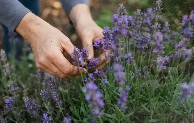 Hände pflegen blühenden Lavendel in einem natürlich angelegten Gartenbeet; Thema Dahlien, Schwerpunkt Topfkultur; Praxisalltag.