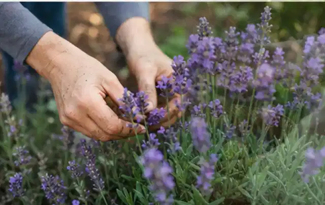 Hände pflegen blühenden Lavendel in einem natürlich angelegten Gartenbeet; Thema Dahlien, Schwerpunkt Vermehrung; Ausgangslage.