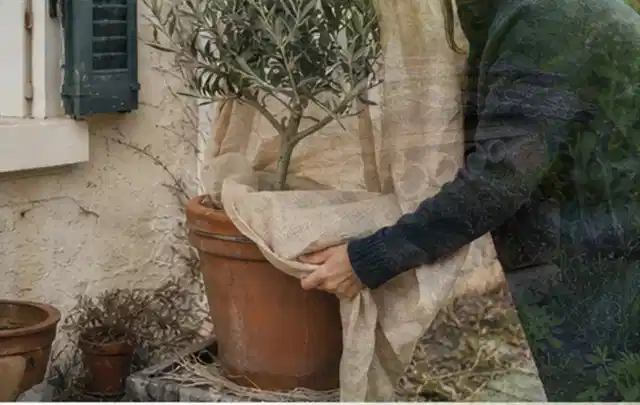 Person umhüllt eine mediterrane Kübelpflanze mit atmungsaktivem Winterschutz; Thema Dahlien, Schwerpunkt Vermehrung; Ergebnis.