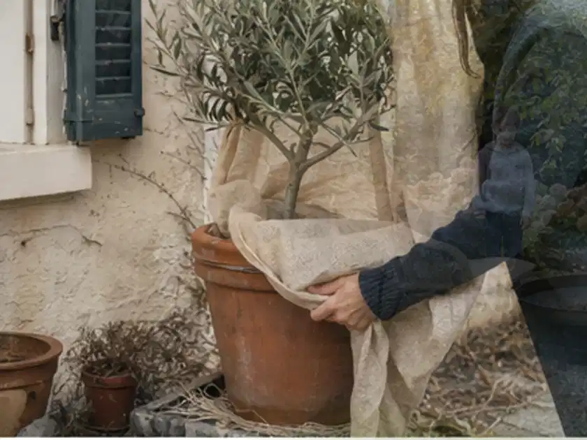 Person umhüllt eine mediterrane Kübelpflanze mit atmungsaktivem Winterschutz; Thema Dahlien, Schwerpunkt Winterpflege; Titelbild.