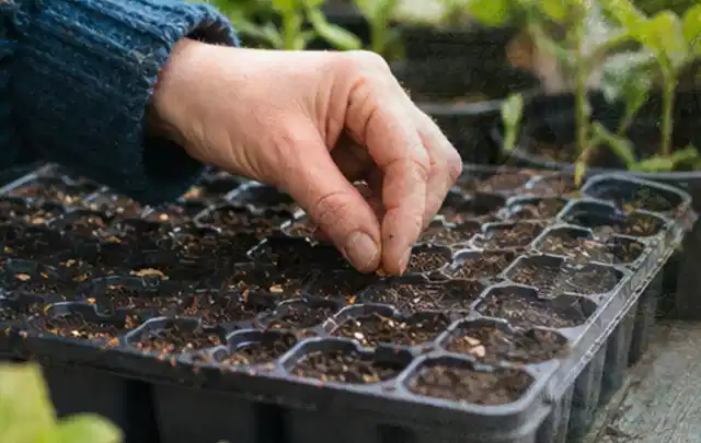 Hand legt einzelne Samen in vorbereitete Anzuchtschalen mit lockerer Erde; Thema Dahlien, Schwerpunkt Winterpflege; Ausgangslage.