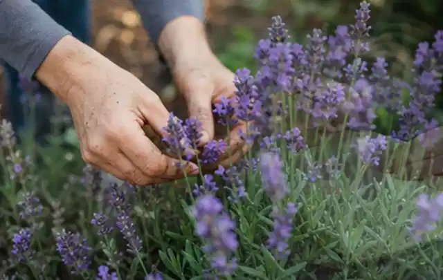 Hände pflegen blühenden Lavendel in einem natürlich angelegten Gartenbeet; Thema Dahlien, Schwerpunkt Winterpflege; Kontrolle.
