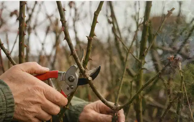 Hände schneiden einen älteren Rosenstrauch mit einer sauberen Gartenschere; Thema Dahlien, Schwerpunkt Winterpflege; Ergebnis.