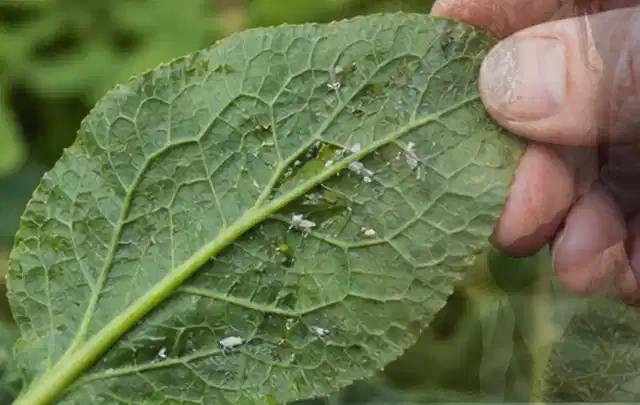 Hand hält ein Blatt mit kleinen hellen Schädlingen auf der Unterseite; Thema Dickmaulrüssler, Schwerpunkt Bestimmung; Ausgangslage.