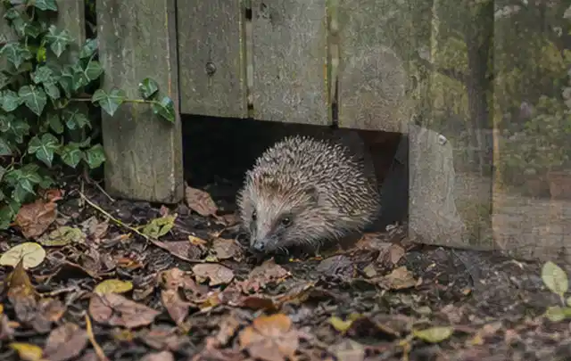 Igel nutzt einen bodennahen Durchgang unter einem hölzernen Gartenzaun; Thema Dickmaulrüssler, Schwerpunkt Bestimmung; Kontrolle.