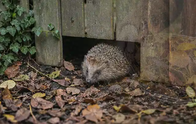 Igel nutzt einen bodennahen Durchgang unter einem hölzernen Gartenzaun; Thema Dickmaulrüssler, Schwerpunkt Biologie; Ausgangslage.