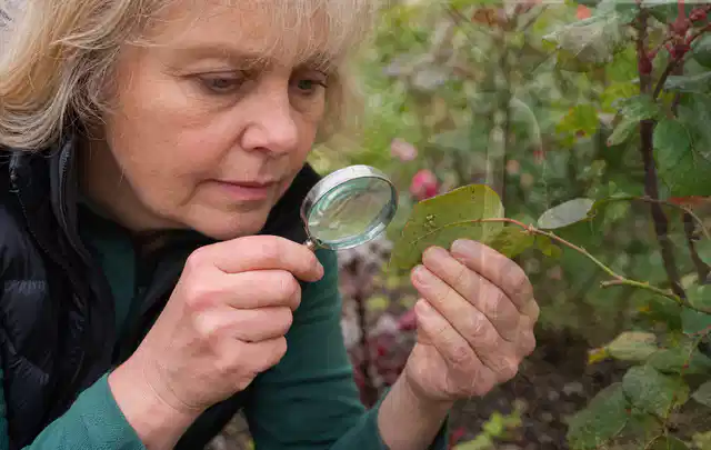 Person untersucht Blätter im Garten auf Schädlinge und Krankheitssymptome; Thema Dickmaulrüssler, Schwerpunkt Biologie; Umsetzung.