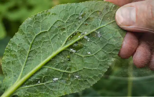 Hand hält ein Blatt mit kleinen hellen Schädlingen auf der Unterseite; Thema Dickmaulrüssler, Schwerpunkt Biologie; Ergebnis.