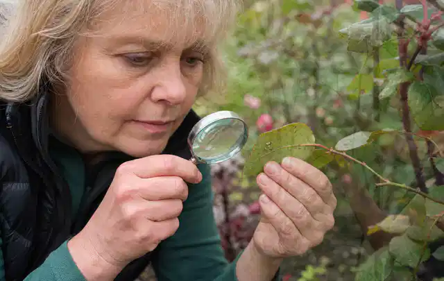 Person untersucht Blätter im Garten auf Schädlinge und Krankheitssymptome; Thema Dickmaulrüssler, Schwerpunkt Fehlerhilfe; Umsetzung.