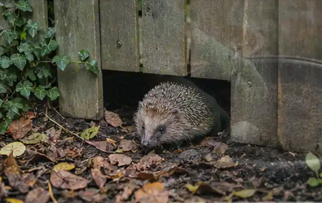 Igel nutzt einen bodennahen Durchgang unter einem hölzernen Gartenzaun; Thema Dickmaulrüssler, Schwerpunkt Fehlerhilfe; Kontrolle.