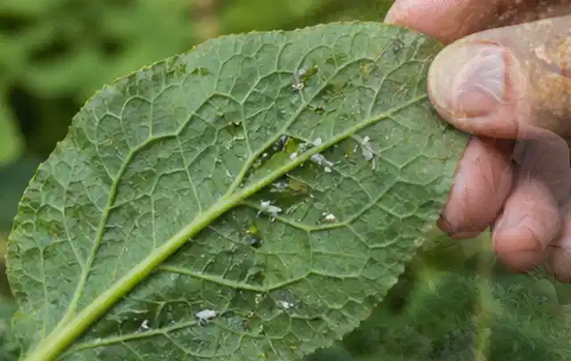 Hand hält ein Blatt mit kleinen hellen Schädlingen auf der Unterseite; Thema Dickmaulrüssler, Schwerpunkt Fehlerhilfe; Praxisalltag.