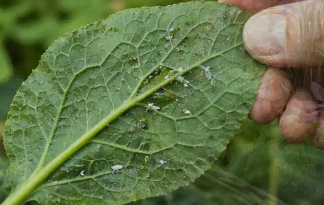 Hand hält ein Blatt mit kleinen hellen Schädlingen auf der Unterseite; Thema Dickmaulrüssler, Schwerpunkt Gewächshaus; Kontrolle.