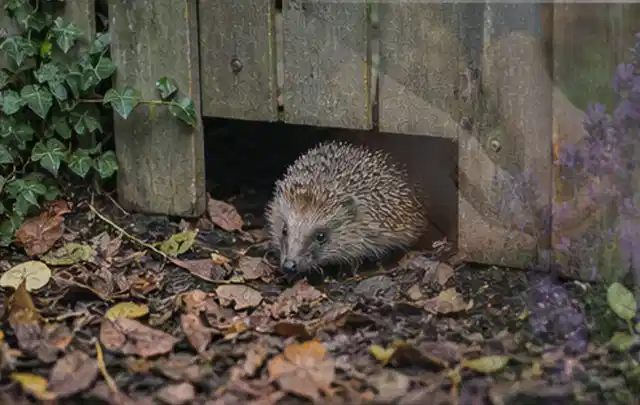 Igel nutzt einen bodennahen Durchgang unter einem hölzernen Gartenzaun; Thema Dickmaulrüssler, Schwerpunkt Gewächshaus; Ergebnis.