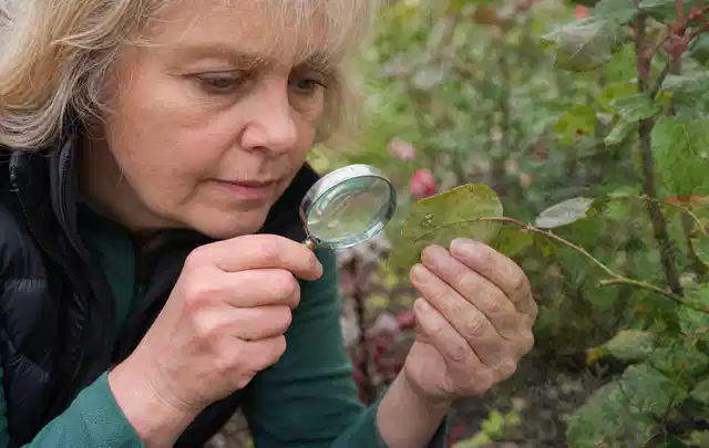 Person untersucht Blätter im Garten auf Schädlinge und Krankheitssymptome; Thema Dickmaulrüssler, Schwerpunkt Giftfreie Hilfe; Ausgangslage.