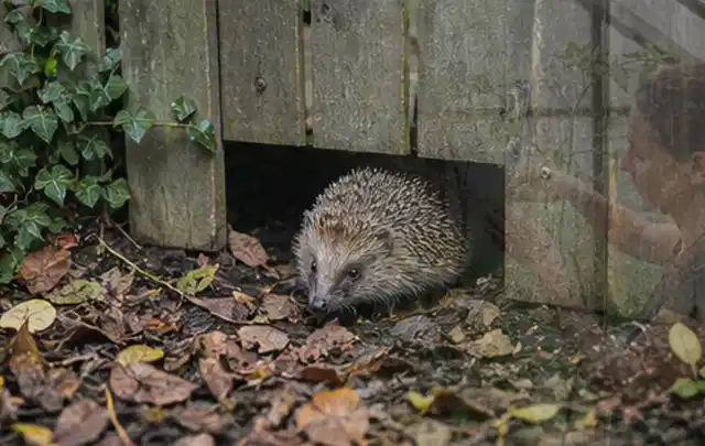 Igel nutzt einen bodennahen Durchgang unter einem hölzernen Gartenzaun; Thema Dickmaulrüssler, Schwerpunkt Giftfreie Hilfe; Umsetzung.