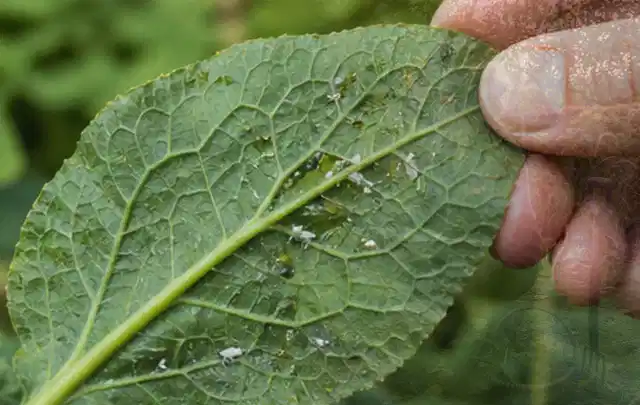 Hand hält ein Blatt mit kleinen hellen Schädlingen auf der Unterseite; Thema Dickmaulrüssler, Schwerpunkt Giftfreie Hilfe; Ergebnis.