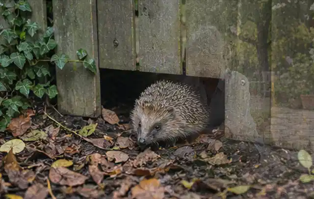 Igel nutzt einen bodennahen Durchgang unter einem hölzernen Gartenzaun; Thema Dickmaulrüssler, Schwerpunkt Hausmittel; Kontrolle.