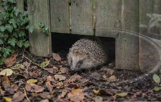 Igel nutzt einen bodennahen Durchgang unter einem hölzernen Gartenzaun; Thema Dickmaulrüssler, Schwerpunkt Natürliche Bekämpfung; Ergebnis.