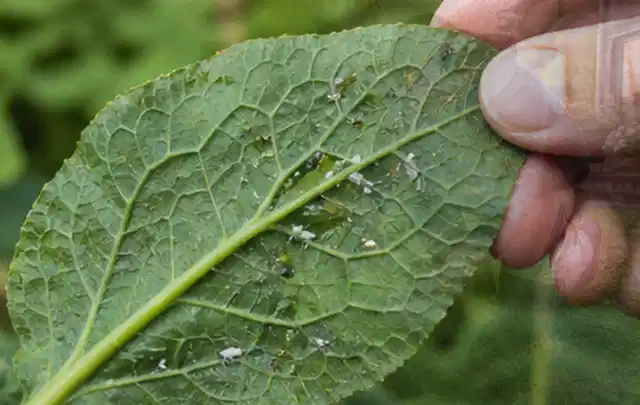 Hand hält ein Blatt mit kleinen hellen Schädlingen auf der Unterseite; Thema Dickmaulrüssler, Schwerpunkt Nützlinge; Ausgangslage.