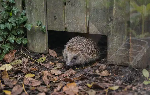 Igel nutzt einen bodennahen Durchgang unter einem hölzernen Gartenzaun; Thema Dickmaulrüssler, Schwerpunkt Nützlinge; Praxisalltag.