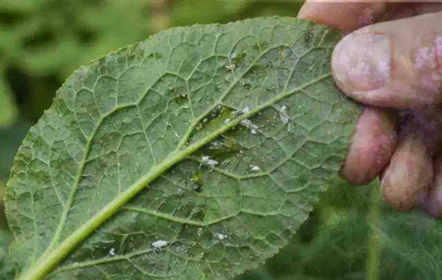 Hand hält ein Blatt mit kleinen hellen Schädlingen auf der Unterseite; Thema Dickmaulrüssler, Schwerpunkt Pflanzenhilfe; Umsetzung.
