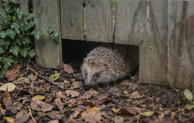 Igel nutzt einen bodennahen Durchgang unter einem hölzernen Gartenzaun; Thema Dickmaulrüssler, Schwerpunkt Pflanzenhilfe; Kontrolle.
