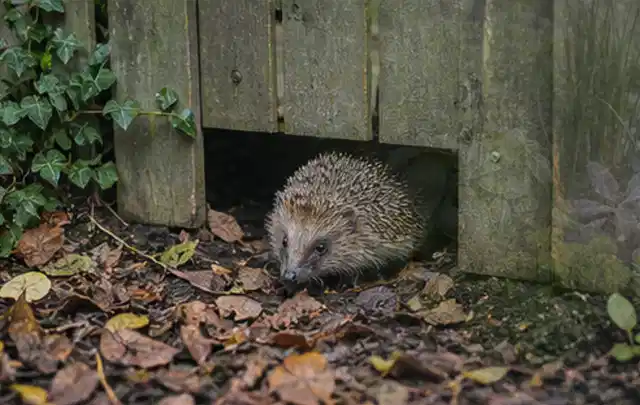 Igel nutzt einen bodennahen Durchgang unter einem hölzernen Gartenzaun; Thema Dickmaulrüssler, Schwerpunkt Saison; Ausgangslage.