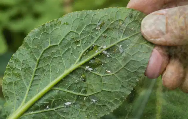 Hand hält ein Blatt mit kleinen hellen Schädlingen auf der Unterseite; Thema Dickmaulrüssler, Schwerpunkt Saison; Ergebnis.
