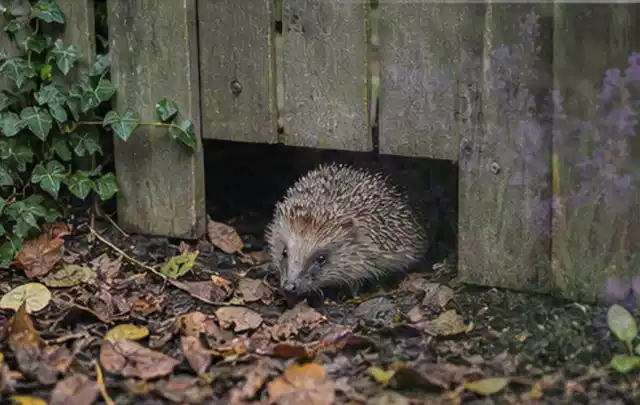 Igel nutzt einen bodennahen Durchgang unter einem hölzernen Gartenzaun; Thema Dickmaulrüssler, Schwerpunkt Schadbild; Ergebnis.