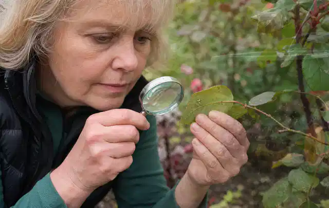 Person untersucht Blätter im Garten auf Schädlinge und Krankheitssymptome; Thema Dickmaulrüssler, Schwerpunkt Schadbild; Praxisalltag.