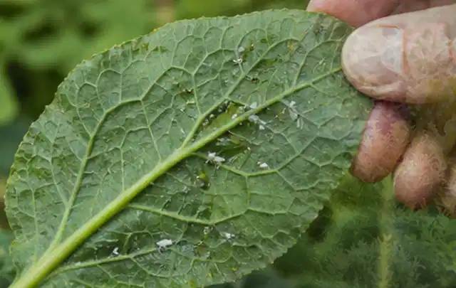 Hand hält ein Blatt mit kleinen hellen Schädlingen auf der Unterseite; Thema Dickmaulrüssler, Schwerpunkt Schädlinge Krankheiten; Kontrolle.
