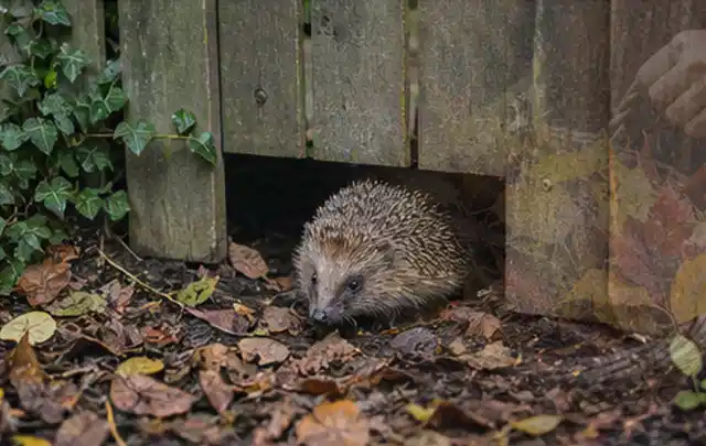 Igel nutzt einen bodennahen Durchgang unter einem hölzernen Gartenzaun; Thema Dickmaulrüssler, Schwerpunkt Schädlinge Krankheiten; Ergebnis.