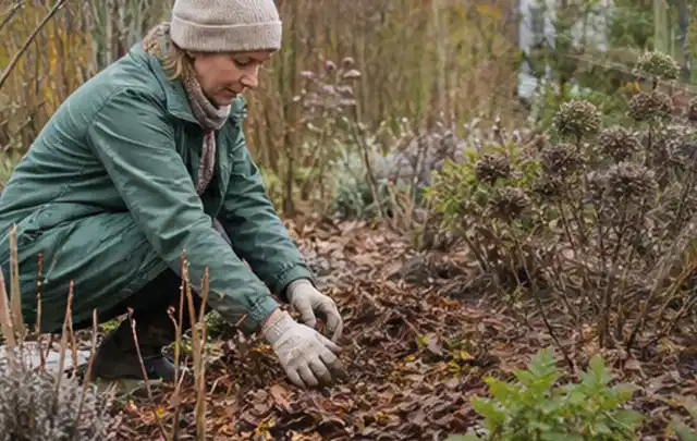Person verteilt eine schützende Mulchschicht zwischen winterlichen Stauden; Thema Dickmaulrüssler, Schwerpunkt Soforthilfe; Ausgangslage.