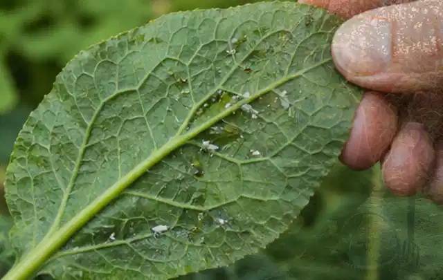 Hand hält ein Blatt mit kleinen hellen Schädlingen auf der Unterseite; Thema Dickmaulrüssler, Schwerpunkt Soforthilfe; Kontrolle.