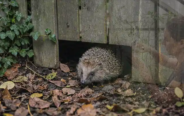 Igel nutzt einen bodennahen Durchgang unter einem hölzernen Gartenzaun; Thema Dickmaulrüssler, Schwerpunkt Soforthilfe; Ergebnis.