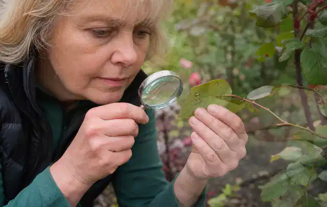 Person untersucht Blätter im Garten auf Schädlinge und Krankheitssymptome; Thema Dickmaulrüssler, Schwerpunkt Ursachen; Umsetzung.