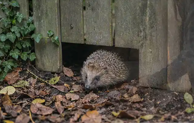 Igel nutzt einen bodennahen Durchgang unter einem hölzernen Gartenzaun; Thema Dickmaulrüssler, Schwerpunkt Vorbeugung; Umsetzung.
