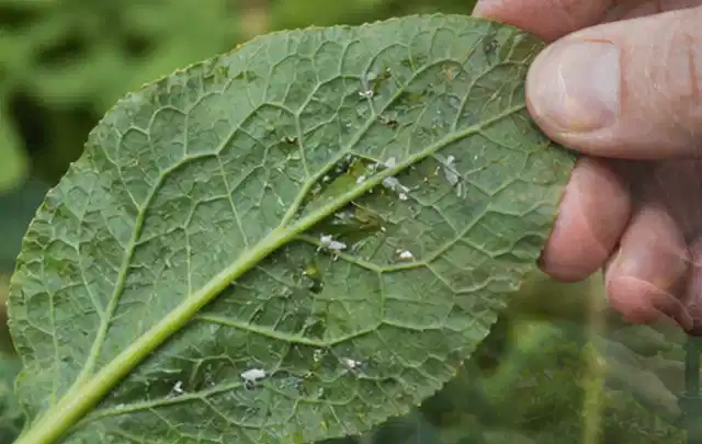 Hand hält ein Blatt mit kleinen hellen Schädlingen auf der Unterseite; Thema Dickmaulrüssler, Schwerpunkt Vorbeugung; Kontrolle.