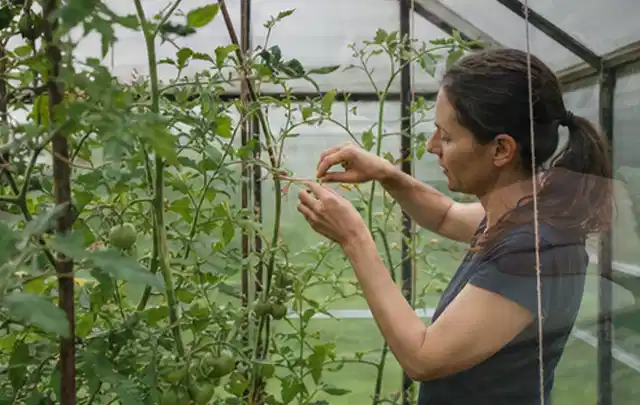 Person bindet junge Tomatentriebe in einem privaten Gewächshaus vorsichtig an; Thema Dill, Schwerpunkt Anbau; Ausgangslage.