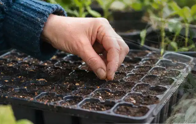Hand legt einzelne Samen in vorbereitete Anzuchtschalen mit lockerer Erde; Thema Dill, Schwerpunkt Anbau; Umsetzung.