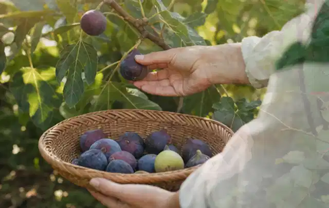 Hand pflückt eine reife Feige über einem flachen Korb mit Früchten; Thema Dill, Schwerpunkt Aussaat; Praxisalltag.