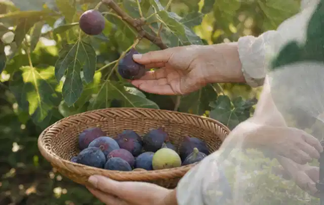 Hand pflückt eine reife Feige über einem flachen Korb mit Früchten; Thema Dill, Schwerpunkt Balkongarten; Kontrolle.